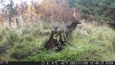 Fotopast OXE Gepard II, externí akumulátor 6V/7Ah a napájecí kabel + 32GB SD karta, 4ks baterií a doprava ZDARMA!